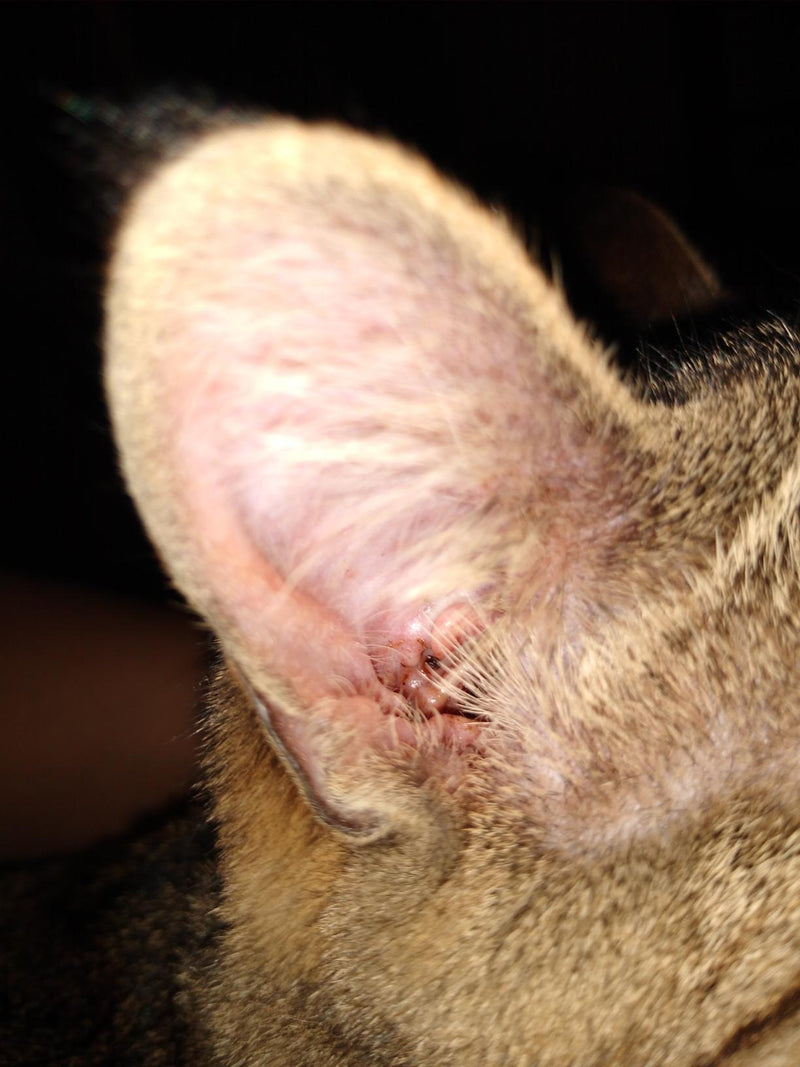 Customer review image