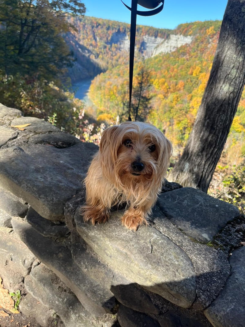 Customer review image