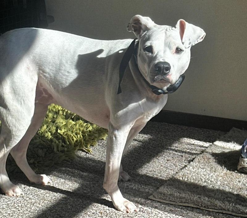 Customer review image